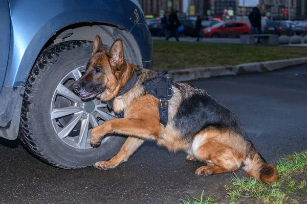 German shepherd police dog sniffs out drugs or bomb in the car. Terrorist attacks prevention. Security.