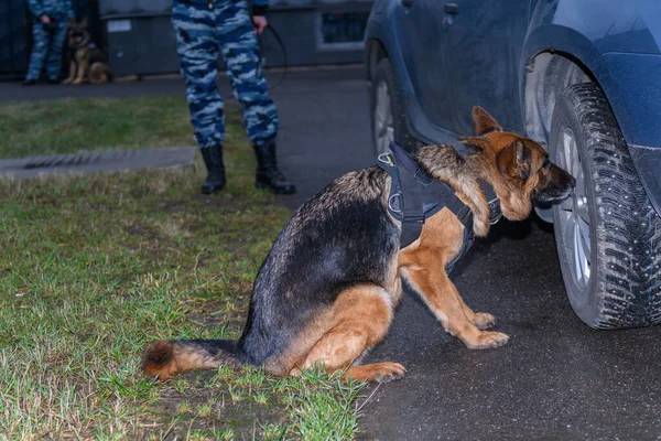 Chien Berger Allemand Renifle Drogue Une Bombe Dans Voiture Prévention — Photo