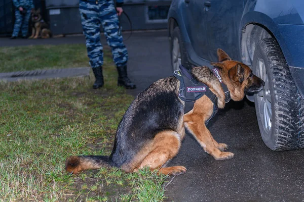 Chien Berger Allemand Renifle Drogue Une Bombe Dans Voiture Prévention — Photo