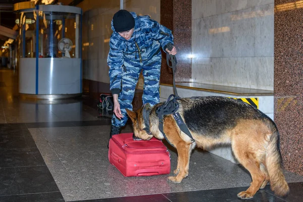 Une Policière Avec Chien Berger Allemand Formé Renifle Drogue Bombe — Photo