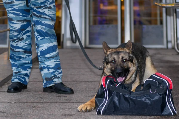 Female police officer with a trained dog sniffs out drugs or bomb in luggage. German shepherd police dog.