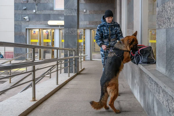 Vrouwelijke Politieagent Met Een Getrainde Duitse Herdershond Ruikt Naar Drugs — Stockfoto