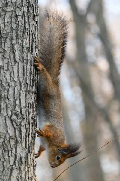 Veveriță Roșie Eurasiatică Copacul Din Parc Aproape — Fotografie, imagine de stoc