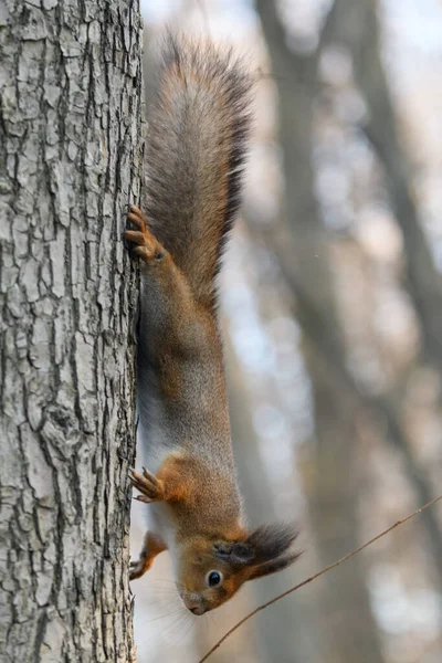 Ardilla Eurasiática Roja Árbol Parque Primer Plano — Foto de Stock