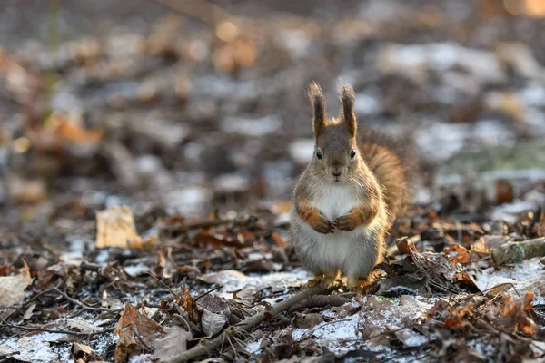 Röd Eurasiska Ekorre Trädet Parken Närbild — Stockfoto