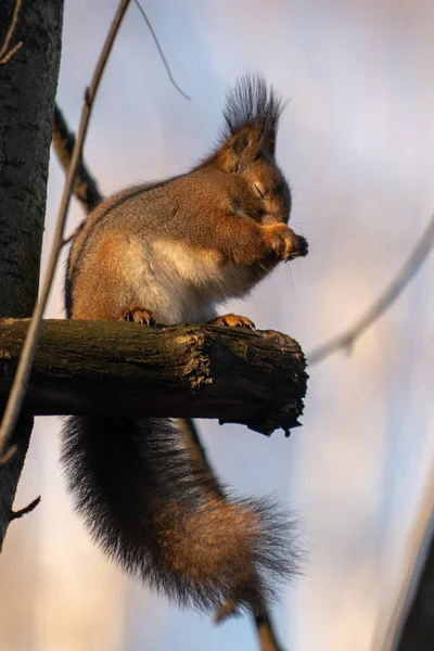 Röd Eurasiska Ekorre Trädet Parken Närbild — Stockfoto