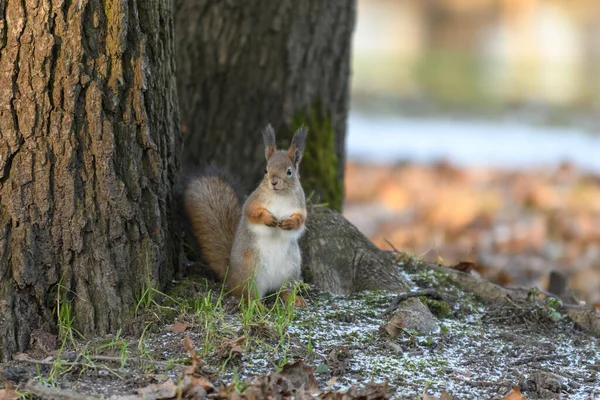 Röd Eurasiska Ekorre Trädet Parken Närbild — Stockfoto