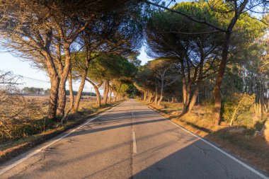 Road with trees landscape. Summer time.