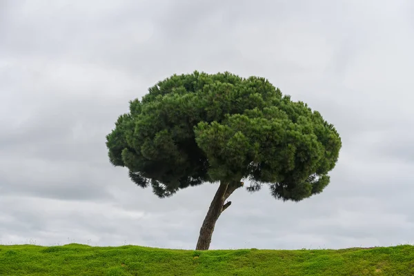 Зеленое Поле Одиноким Деревом Одинокое Дерево Фоне Неба Минимализм — стоковое фото
