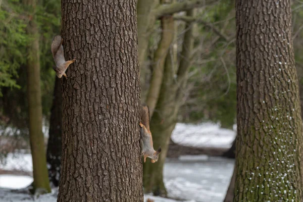 Red Eurasian Squirrel Tree Park Close — Stock Photo, Image