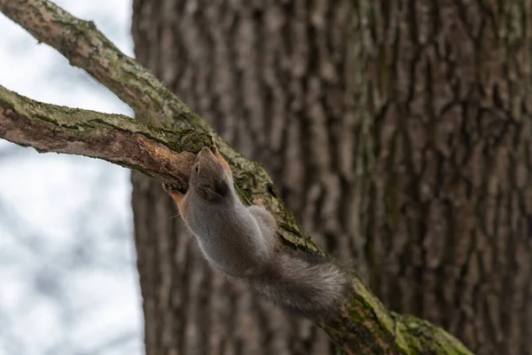 Vermelho Eurasian Esquilo Árvore Parque Close — Fotografia de Stock