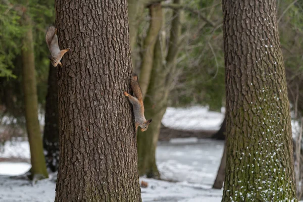 Écureuil Eurasien Rouge Sur Arbre Dans Parc Gros Plan — Photo