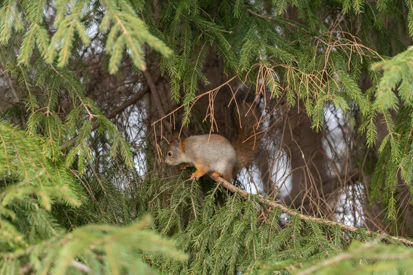 Scoiattolo Eurasiatico Rosso Sull Albero Nel Parco Primo Piano — Foto Stock