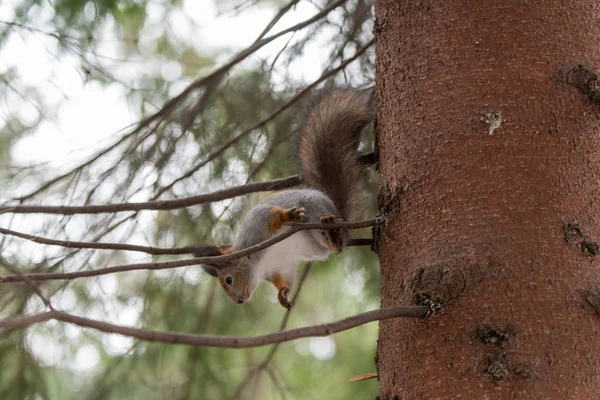 Red Eurasian Squirrel Tree Park Close — Stock Photo, Image