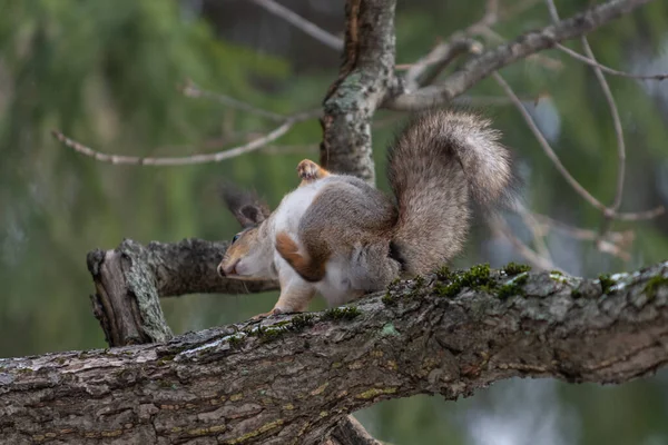 Red Eurasian Squirrel Tree Park Close — Stock Photo, Image