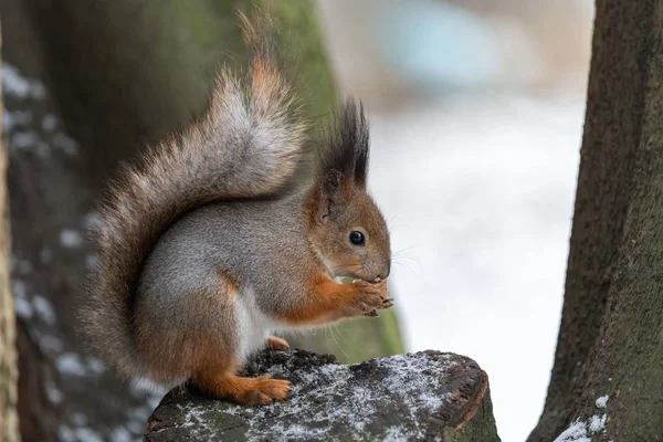 Röd Eurasiska Ekorre Trädet Parken Närbild — Stockfoto