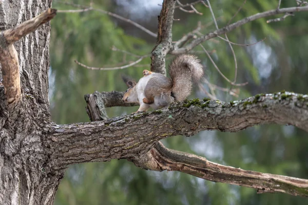 Red Eurasian Squirrel Tree Park Close — Stock Photo, Image