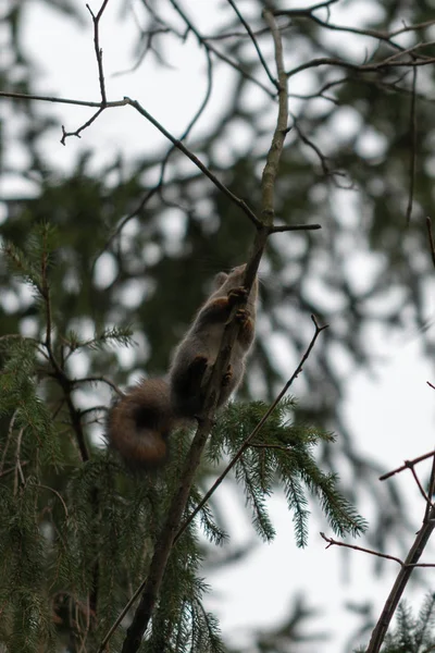 Vermelho Eurasian Esquilo Árvore Parque Close — Fotografia de Stock