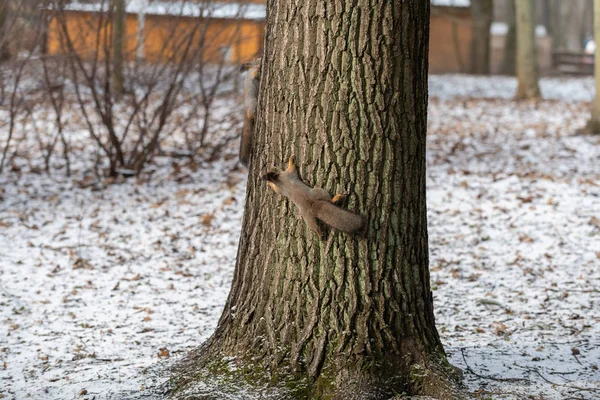 Rotes Eurasisches Eichhörnchen Auf Dem Baum Park Nahaufnahme — Stockfoto