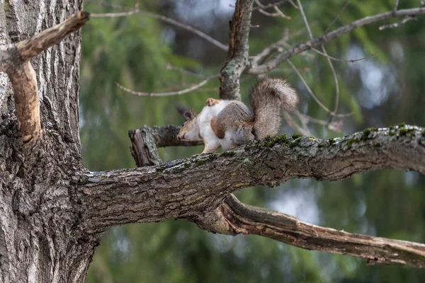 Κόκκινος Ευρασιάτης Σκίουρος Στο Δέντρο Στο Πάρκο Κοντινό Πλάνο — Φωτογραφία Αρχείου