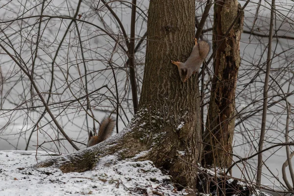 Red Eurasian Squirrel Tree Park Close — Stock Photo, Image