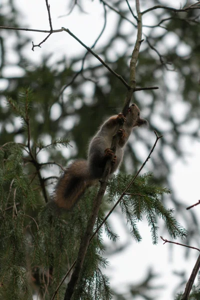 Κόκκινος Ευρασιάτης Σκίουρος Στο Δέντρο Στο Πάρκο Κοντινό Πλάνο — Φωτογραφία Αρχείου
