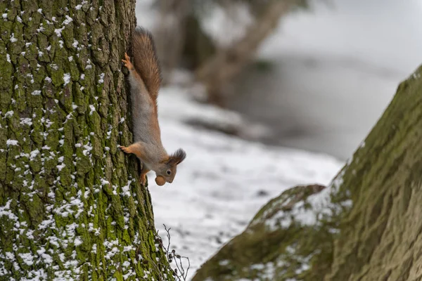 Röd Eurasiska Ekorre Trädet Parken Närbild — Stockfoto