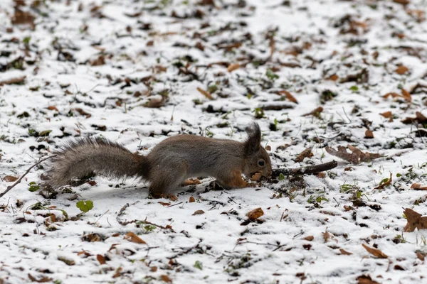 Röd Eurasiska Ekorre Marken Parken Kör Iväg Närbild — Stockfoto