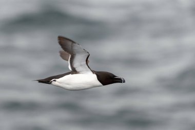 Uçan martı - beyaz tüylü büyük deniz kuşu