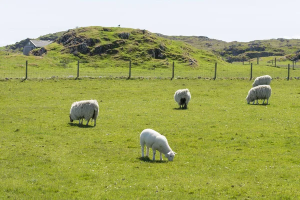 Λευκά Πρόβατα Βόσκησης Στο Λιβάδι Της Σκωτίας — Φωτογραφία Αρχείου