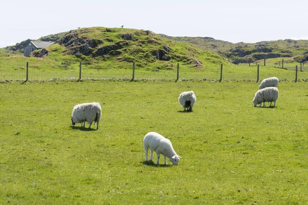 Vita Får Som Betar Skottlands Äng — Stockfoto