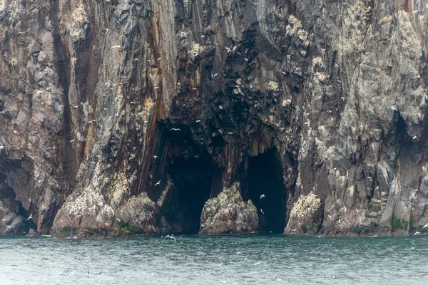 Oiseaux Dans Les Îles Mer Écosse Royaume Uni — Photo