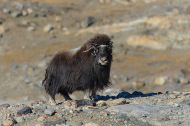 Grönland tundrasında Muskox (Ovibos mosçatus)