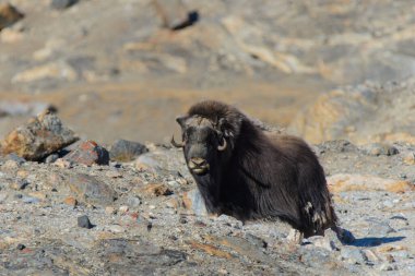 Grönland tundrasında Muskox (Ovibos mosçatus)