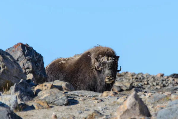 Muskox Ovibos Moschatus Tundře Grónska — Stock fotografie