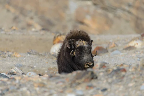 Muskox Ovibos Moschatus Tundře Grónska — Stock fotografie