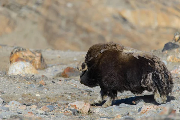 グリーンランドのムスコックス Ovibos Moschatus ツンドラ — ストック写真