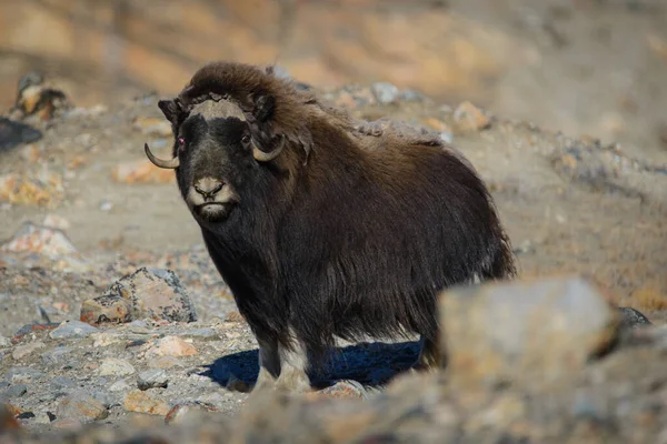 Muskox Ovibos Moschatus Tundře Grónska — Stock fotografie