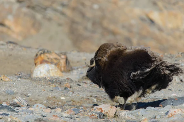 グリーンランドのムスコックス Ovibos Moschatus ツンドラ — ストック写真