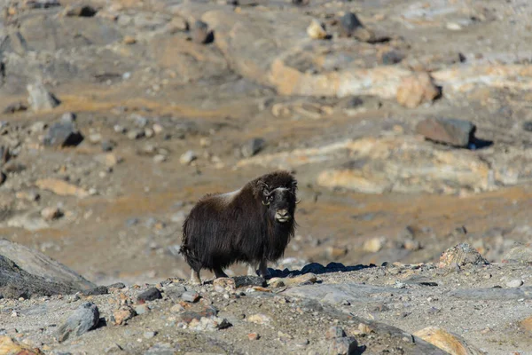 Muskox Ovibos Moschatus Tundře Grónska — Stock fotografie