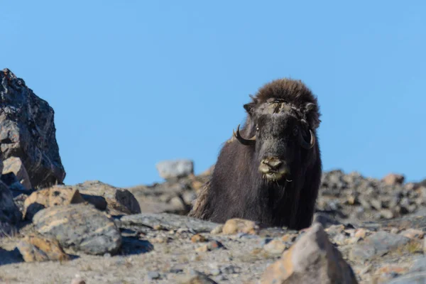 Muskox Ovibos Moschatus Grönlands Tundra — Stockfoto