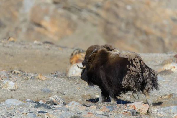 Boeuf Musqué Ovibos Moschatus Dans Toundra Groenlandaise — Photo