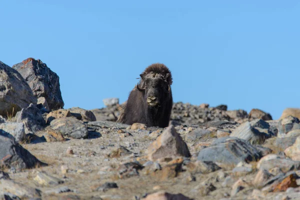 Muskox Ovibos Moschatus Tundře Grónska — Stock fotografie