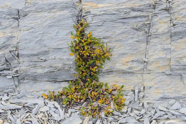 Bunte Felsen Ostgrönland Aus Nächster Nähe Gesteinsstruktur — Stockfoto