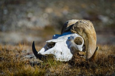 Grönland tundrasında Muskox 'un Kafatası (Ovibos moschatus)