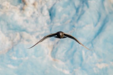 Arkaplanda buzulla uçan kutup scuası