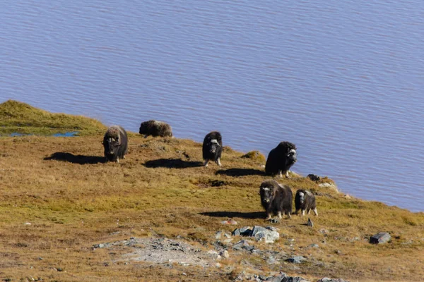 그린란드 툰드라 지대에 Muskox Ovibos Moschatus — 스톡 사진
