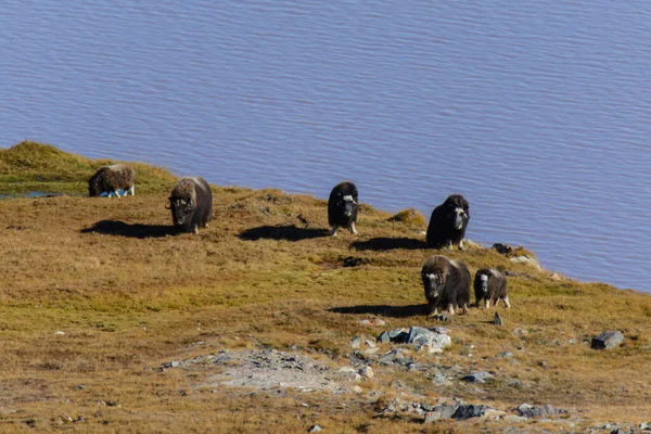 Muskox Ovibos Moschatus Tundra Gronelândia — Fotografia de Stock