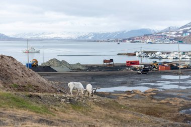Yaban ren geyikleri anne ve yavruları yazın tundrada