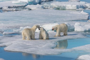 Vahşi kutup ayısı (Ursus maritimus) anne ve iki yavru buzun üzerinde, Svalbard Arctic Norveç 'in kuzeyinde